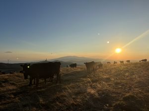 Accor to bring Swiss hotel brand Mövenpick to the UK