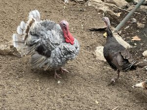 Brown & Brown takes 52,303 sq ft at City Developments’ office building