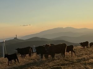 Sirius grows rental income on the back of £400m acquisition spree