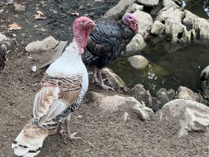 Китай възразява срещу митата на ЕС върху вноса на електромобили, настоява за преговори · TechNode