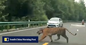 Видео поредица разкрива спиращата дъха екология и пейзаж на Хъбей