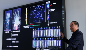 Генното проектиране осигурява култури с по-високи добиви