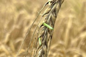 Учени откриха култури устойчиви на екологичен стрес