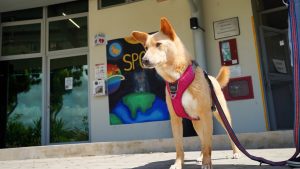 Приютите за животни в Сингапур се борят с разходите и намалява осиновяването