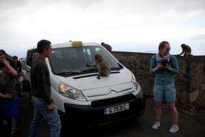 Маймуните в Гибралтар може би ядат пръст, за да се справят с нездравословната храна от туристите