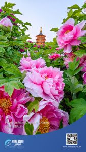 Разцъфнали божури, Луоянг, Хенан