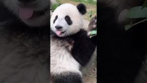 В навечерието на посещението на Тръмп в Пекин Китай обявява, че 2 панди се отправят към зоопарка в САЩ
